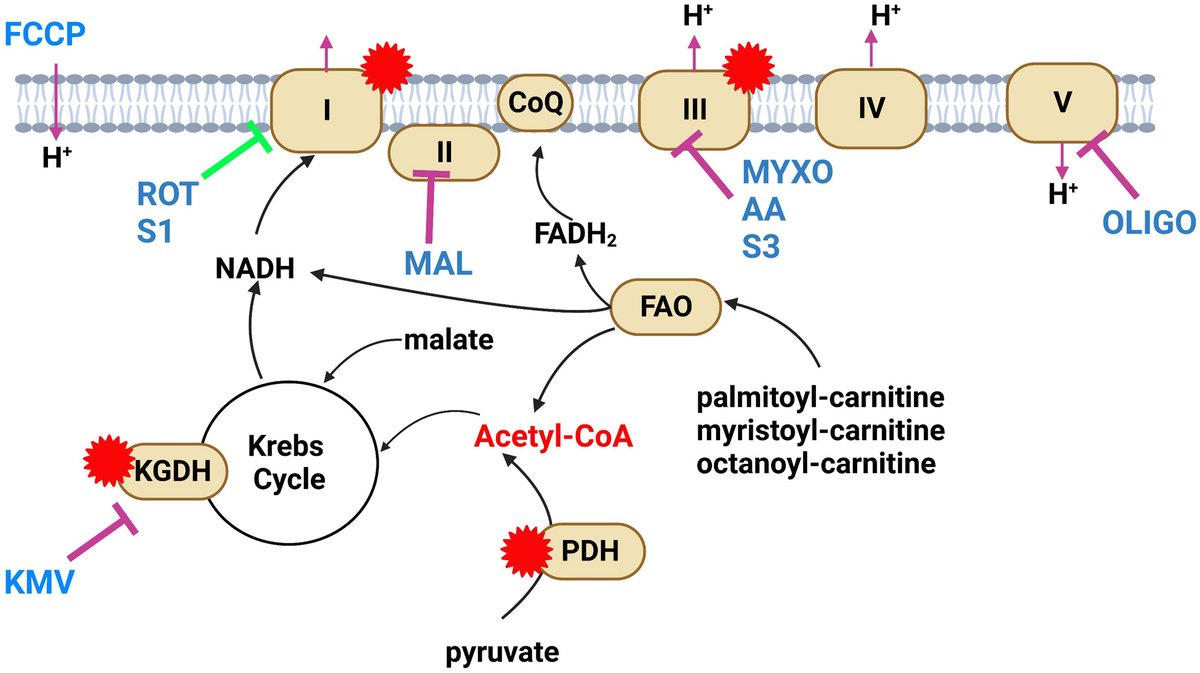 New in JBC press: 'Fatty acid oxidation drives mitochondrial hydrogen peroxide production by α-ketoglutarate dehydrogenase.' Learn more: jbc.org/article/S0021-…