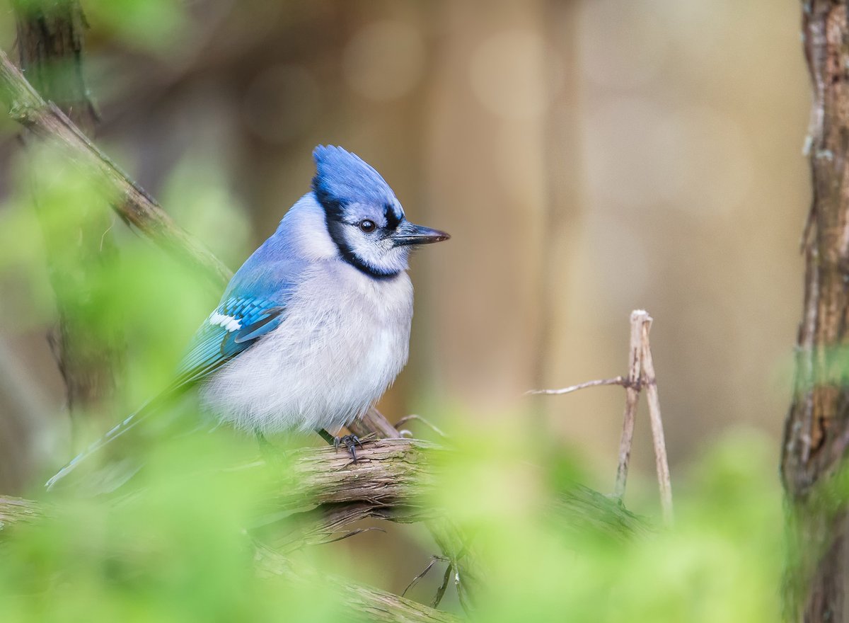 Hardly an exotic visitor to Southern Ontario, but this Blue Jay was posing so prettily, how could I resist? Taken in Point Pelee National Park.

postly.link/V2U/

#bluejay #backyardbirds #birdsofcanada #songbirds #pointpelee #pointpeleenationalpark #parkscanada #ontario