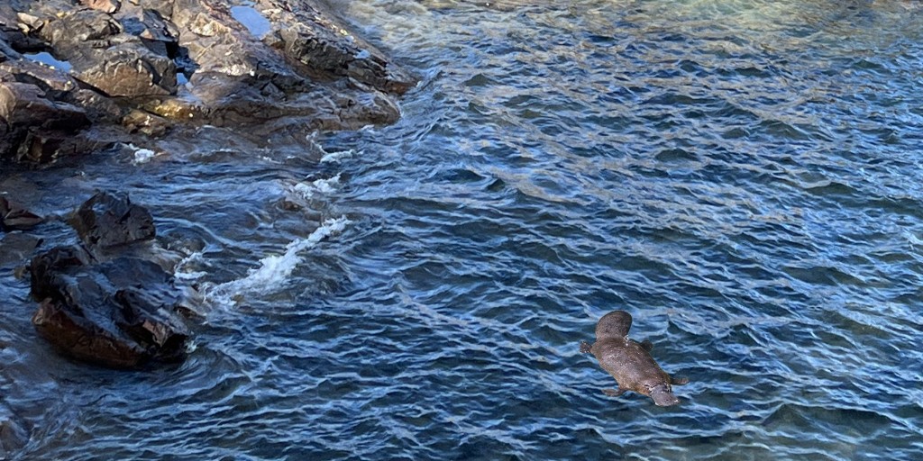 Did you know?

Platypus are found in the waters around Eagle Harbor! Platypus bills fluoresce under black light &amp; should be avoided when looking for glowing rocks.

Check today’s date. #AprilFools