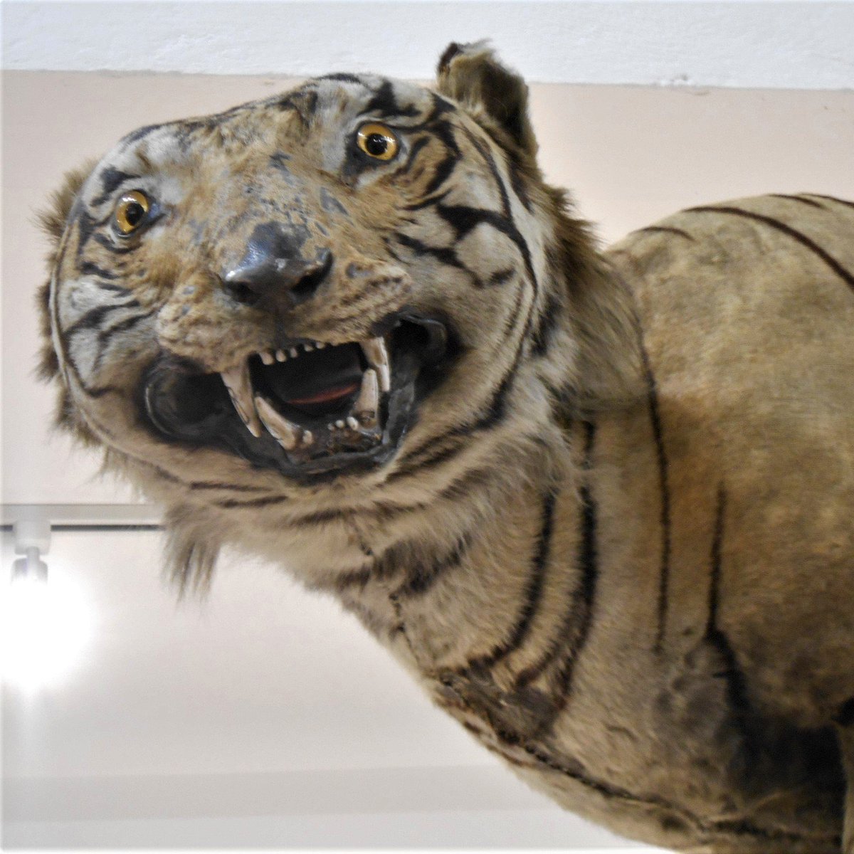 <a href="/TheSquareBall/">The Square Ball</a> Hull fans watching the Dan James goal go in