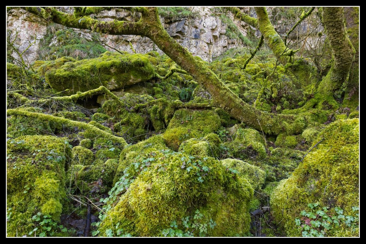 I visited Lathkill Dale on Saturday. I was particularly taken with a moss covered section. This is 2 photos stacked to give greater depth of field. #wexmonday #fsprintmonday #peakdistrict
