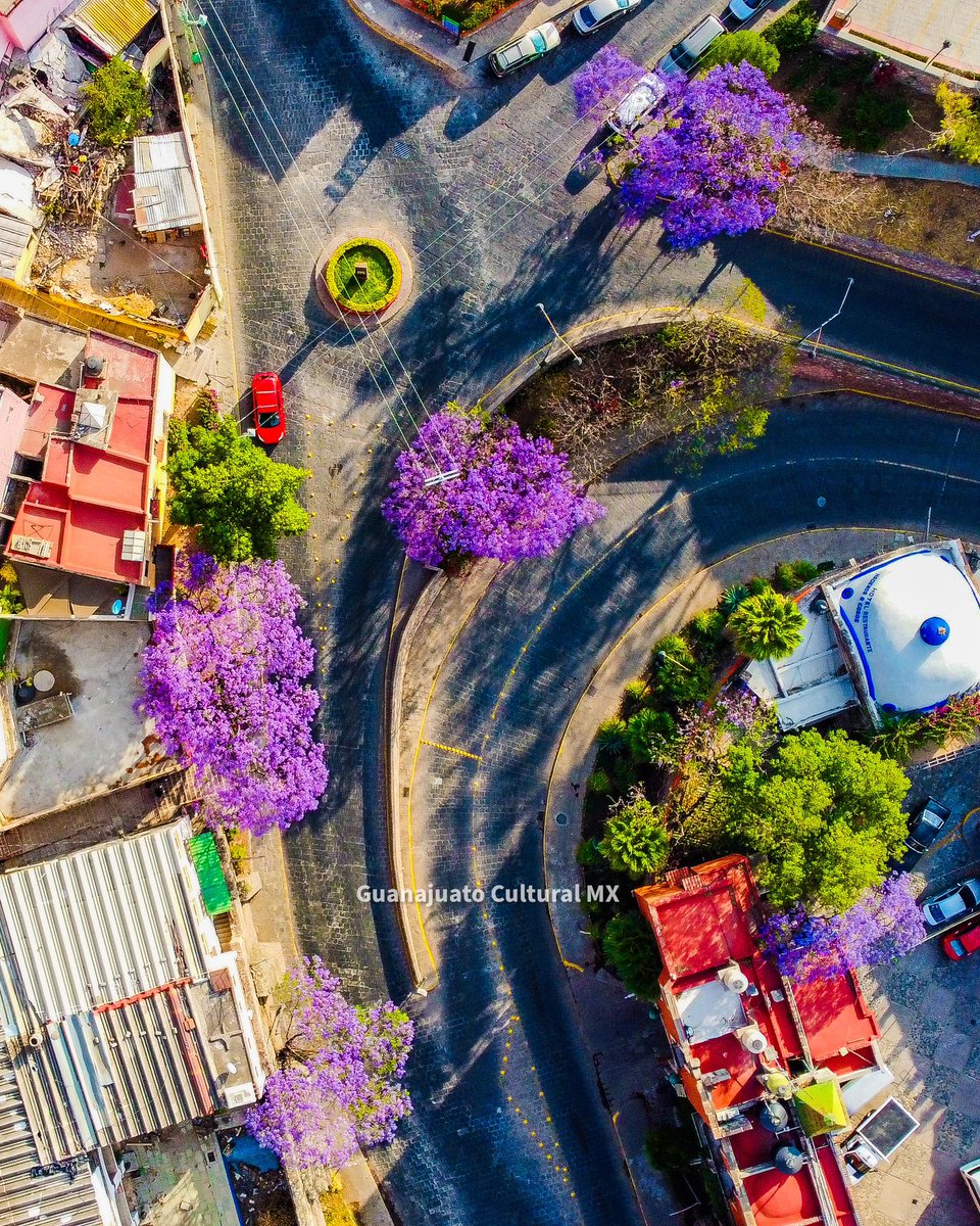 Jacarandas en las calles de Guanajuato. 💜