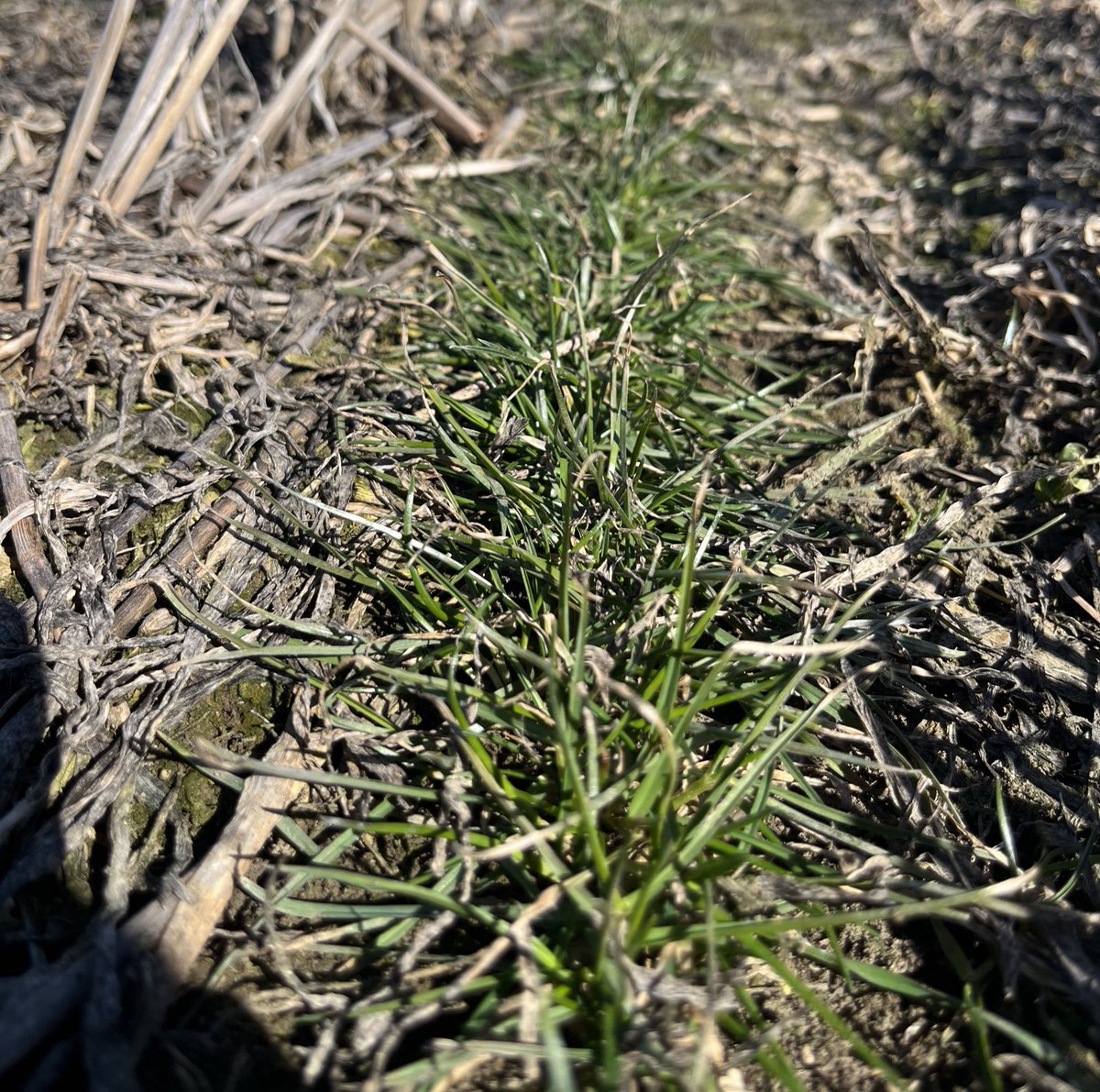 A couple of nice days and the perennial ryegrass is really starting to green up in southern Alberta.