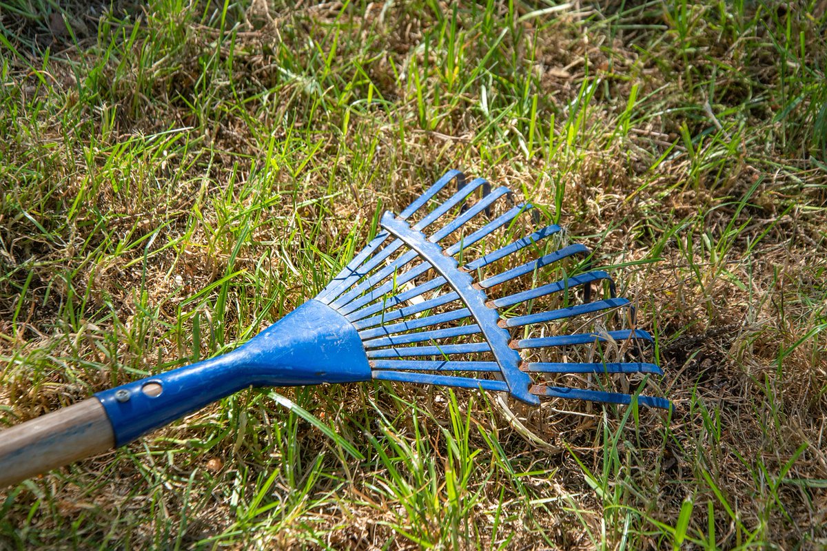 Remember: Patience is key for a lush lawn! Wait for the green to pop before raking. Raking too early can yank out healthy grass along with the debris. Let your lawn thrive!  #LawnCareTips #HealthyLawn #lawncare #organic #weedfree #twincities #lawnmaintenance #pestcontrol