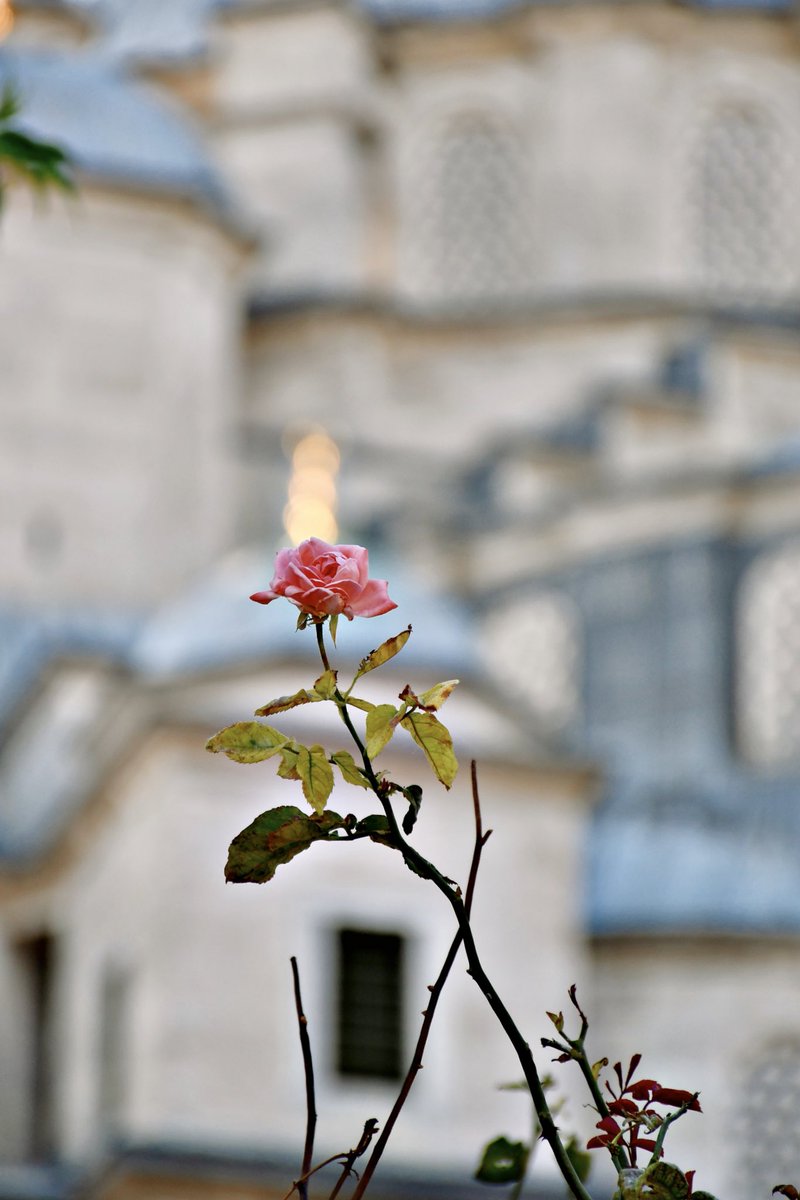 اللّهمّ إنّك عفوّ كريم تحبّ العفو فاعف عنّا

Allahım! Sen çok affedicisin, affetmeyi seversin. Bizi de affet