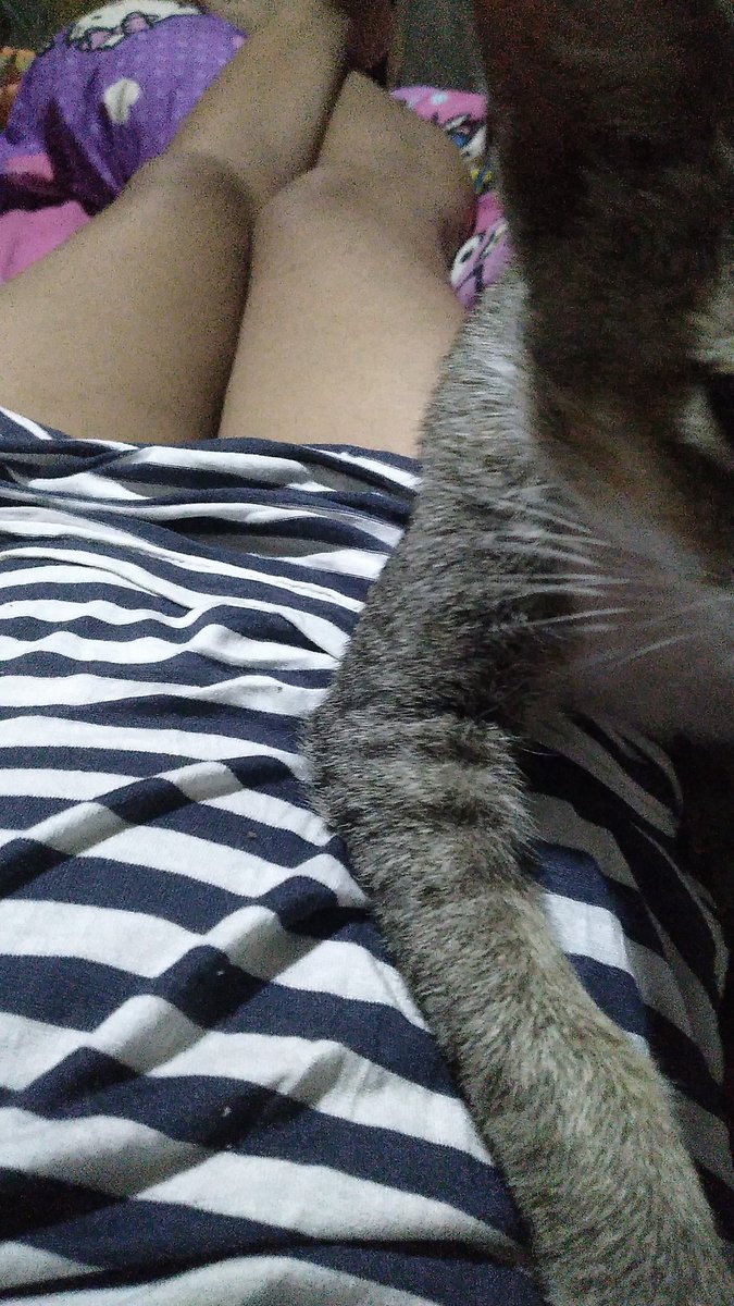 🐱🐱