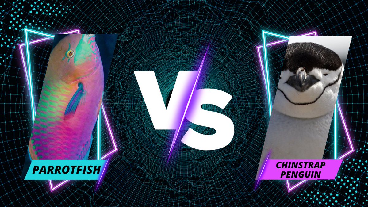 New Matchups for Sweet 16 in Animal Science March Madness! Cast your vote at: animalscience.tennessee.edu/2024-animal-sc… -Panda vs Sea Cucumber -Parrotfish vs Chinstrap Penguin @UTIAg @utcvm @CritterChatter