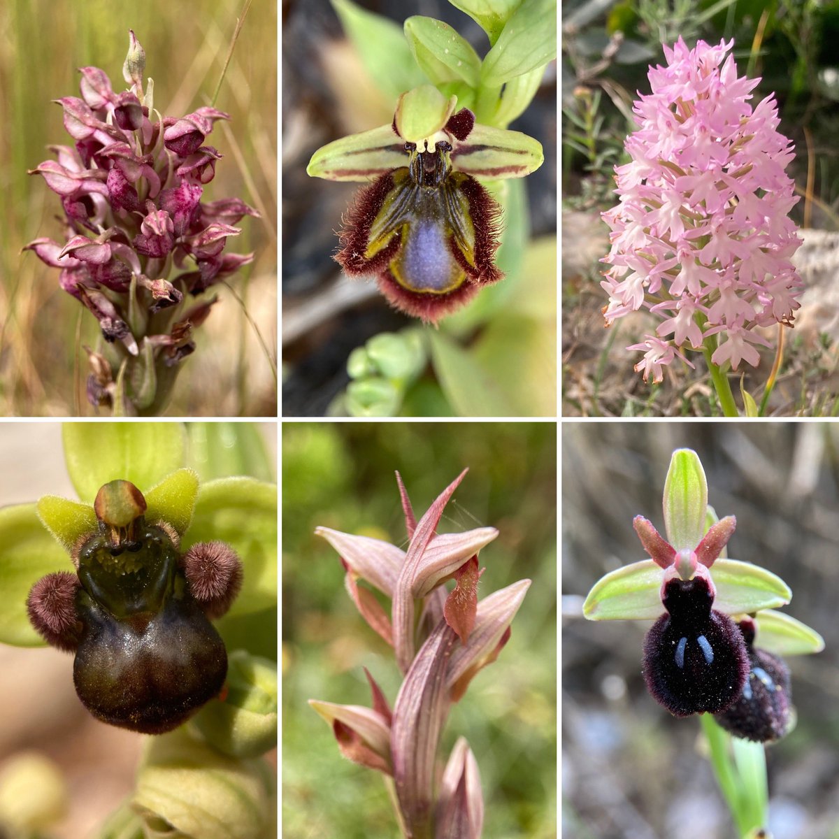 The six beautiful orchids that have kept me company in Malta for the last few days: Scented Bug, Mirror, Maltese Pyramidal, Bumblebee, Small-flowered Tongue and Maltese Spider 😍😍 #orchid #orchid #beautiful