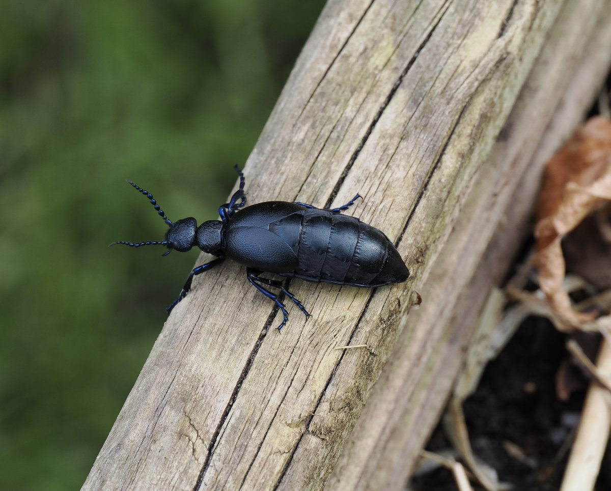 Amazed to find this beautiful female Black Oil Beetle - Meloe proscarabaeus in my south Oxfordshire garden this afternoon.