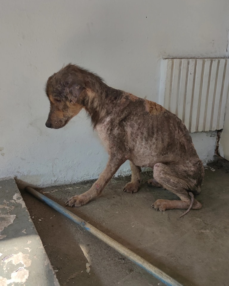 RT👇
Nos parte el corazón ver el espíritu humillado de Koky, no solo su cuerpo esta herido sino también su corazón 😭
Me preocupa que ha recibido poca ayuda para pagar la Vet,  el proceso de rehabilitación será largo🥺, $1 si hace la diferencia.
Si desea colaborar info DM 🙏