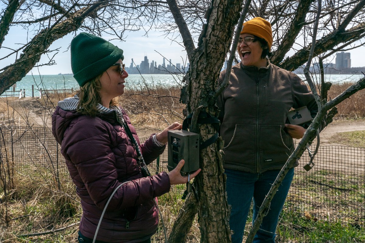 Did you know? @lincolnparkzoo's Urban Wildlife Institute uses motion-sensor cameras to understand Chicago’s biodiversity and promote wildlife-friendly cities. This fieldwork has been replicated in more than 50 sites across four countries! #IMLSmedals 📷: Brandon Tucker