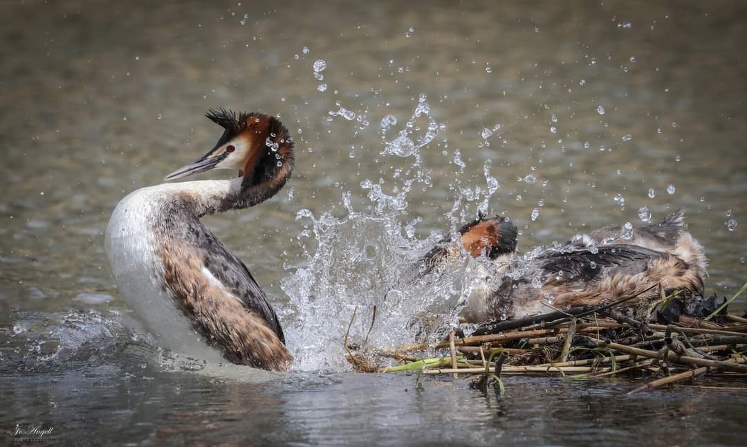 Mating great crested grebes, he looks well chuffed to slide down her head and land with a big splash into the water, loving her reaction in the last photo. @CanonUKandIE @TheParksTrust #theparkstrust #Buckinghamshire @scenesfromMK #scenesfrommk