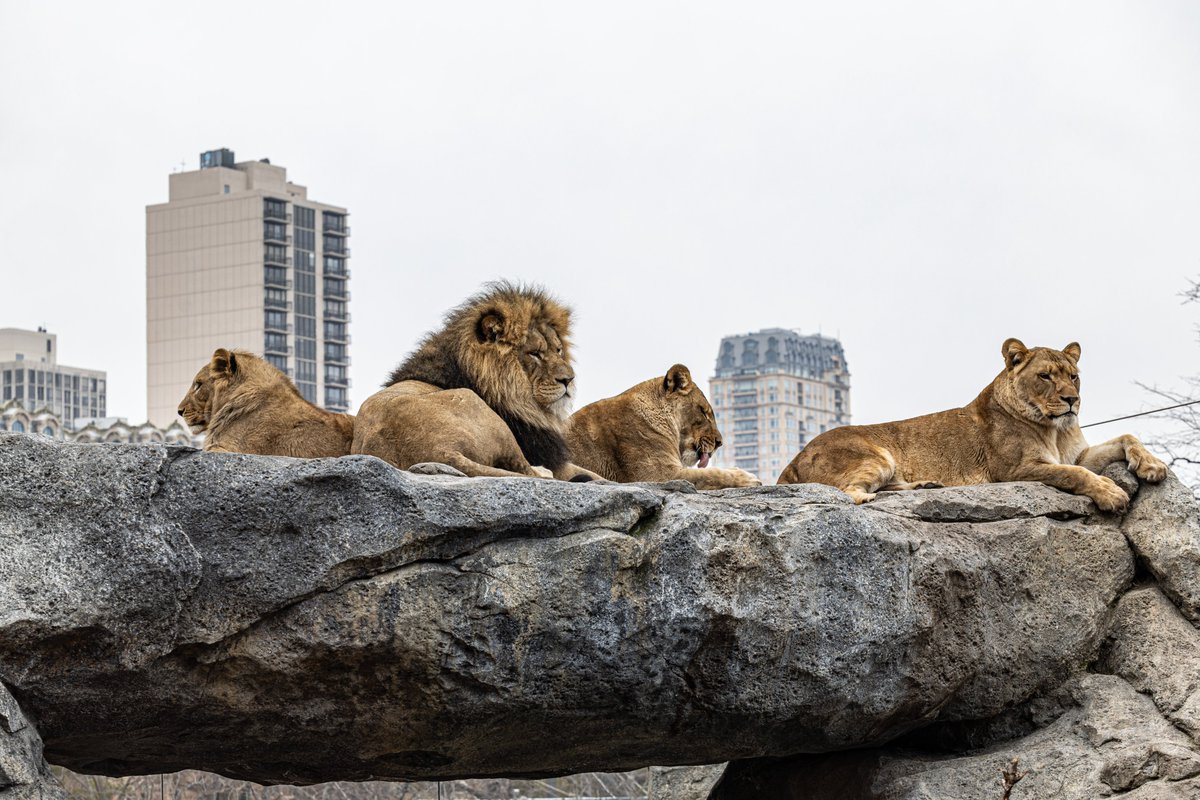 Pepper Family Wildlife Center at @LincolnParkZoo is home to a pride of African lions.🦁The habitat offers heated rocks, climbing trees & floor-to-ceiling windows so guests can get nose-to-nose with the only social cat species. #IMLSmedals 📷: Christopher Bijalba, Brandon Tucker