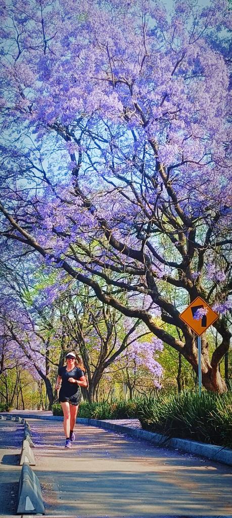 Que tal las #jacarandas en CDMX? 😍💜