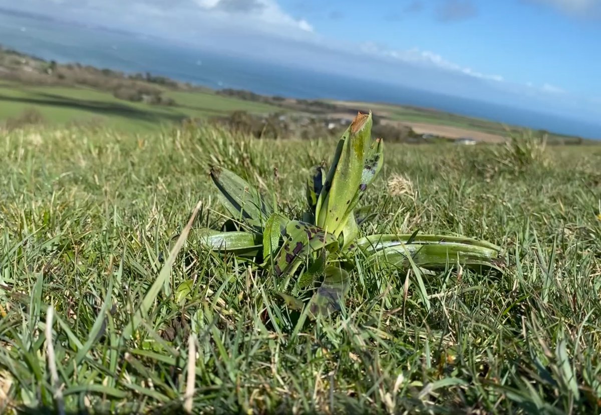 SuburbanMeadow's tweet photo. Exciting to come across several Early Purple Orchid rosettes on my walk in Purbeck today. 
#orchids #nature #Purbeck #grasslands @bigmeadowsearch https://t.co/MJCwKcT5HV