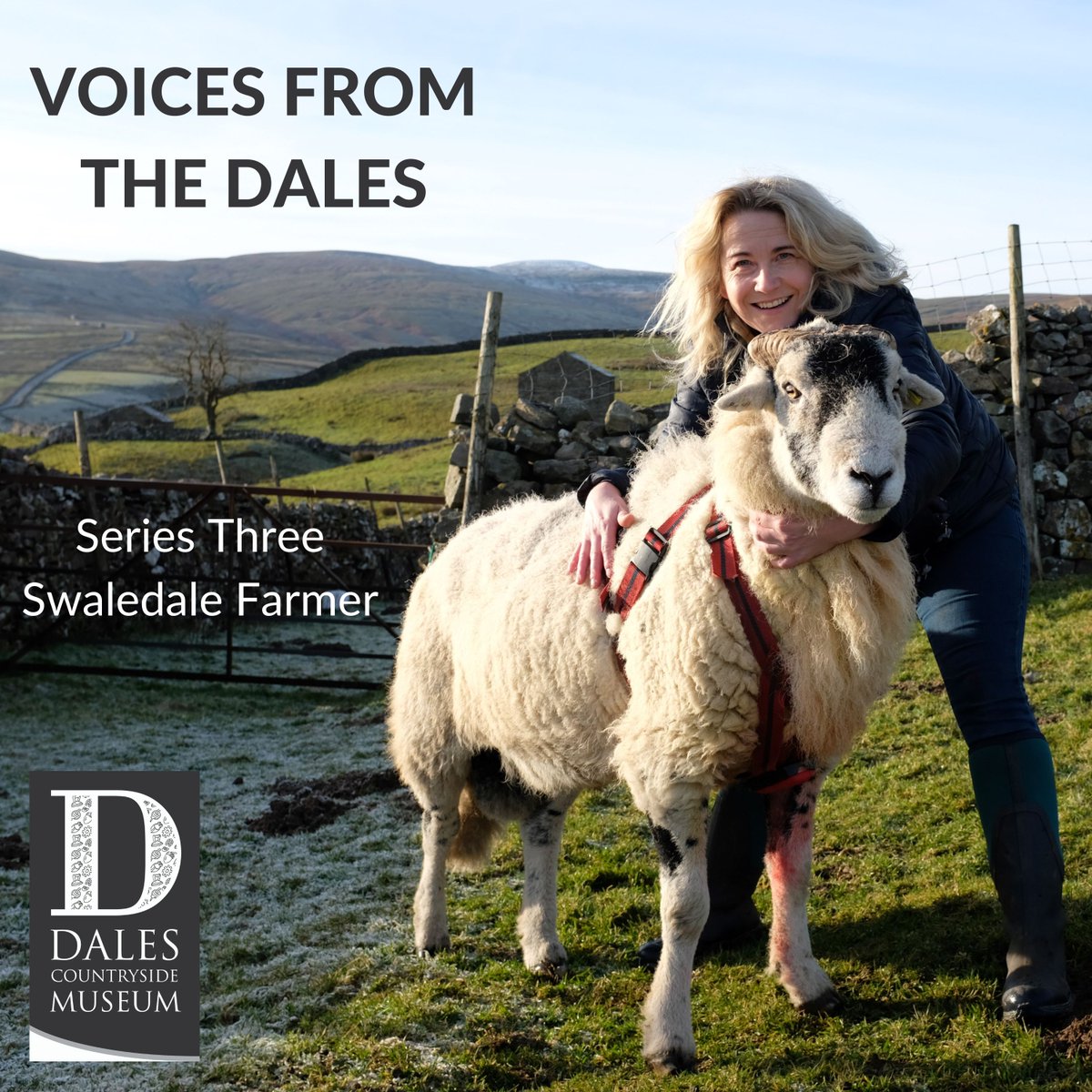 ‘Swaledale Farmer’, Series 3 of the Voices From The Dales podcast by @DalesMuseum, is out today. Six, 15-min eps feature local farmers talking about the Swaledale sheep breed and farming with nature. Get episode 1 - ‘Deep Black’ - from your podcast provider