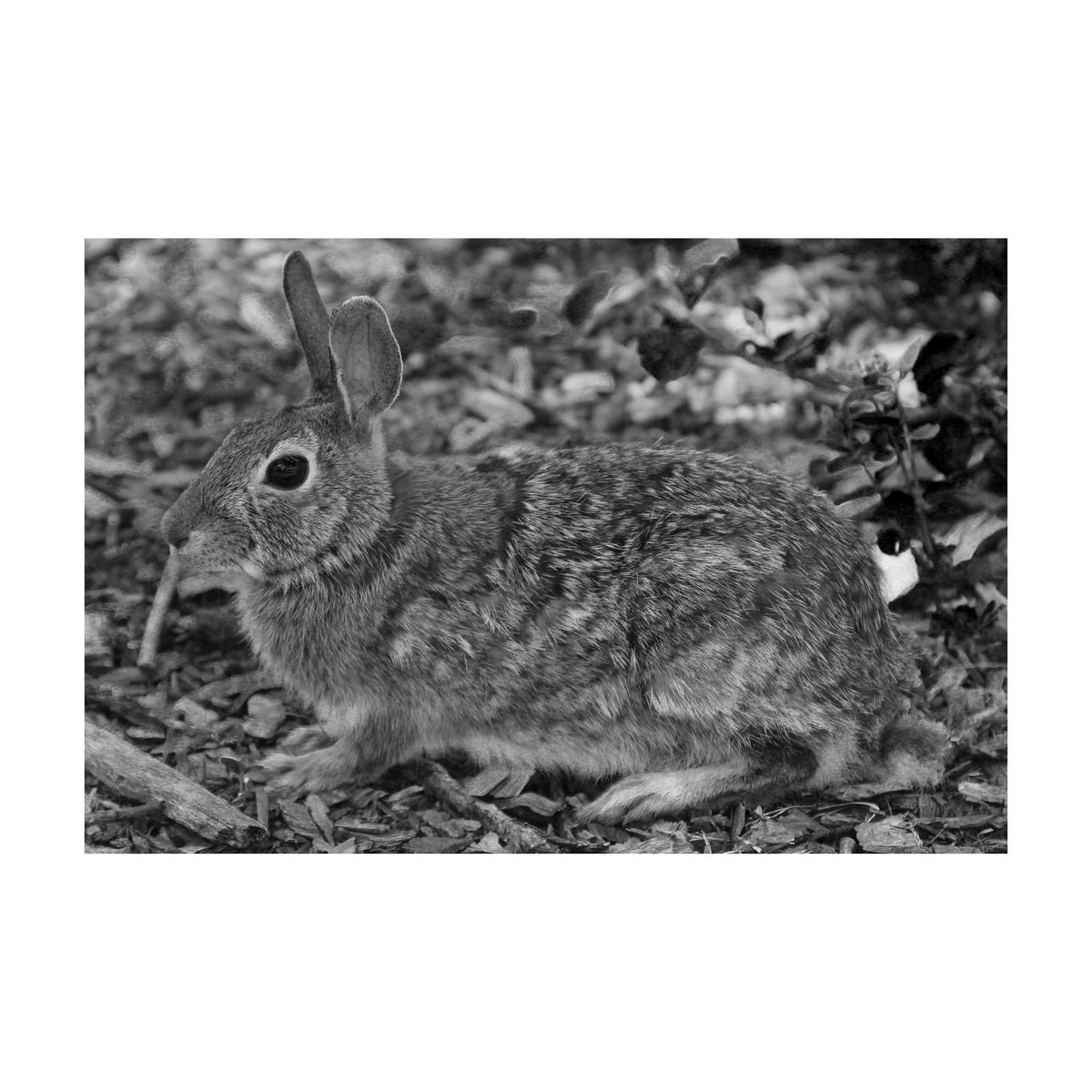ThatMattAvery's tweet photo. Chasing Rabbits
---------------------
#canon #canonusa #canonrebelt3 #photography #missouri #nature #naturephotography #rabbit #bunny #wildlife #animals #outdoors #blendingin #camouflage #blackandwhite #chasingrabbits https://t.co/41848zItHQ