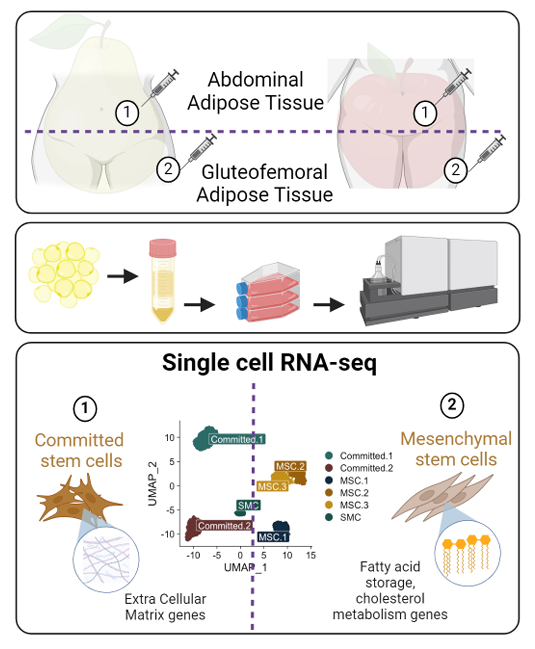 A new month and a new #ArticleinPress just for you! Distinct subpopulations of human subcutaneous adipose tissue precursor cells revealed by single cell RNA sequencing (Adeline Divoux et al.): ow.ly/qMI950R5PuH #Adipose #Tissue #Stemcells