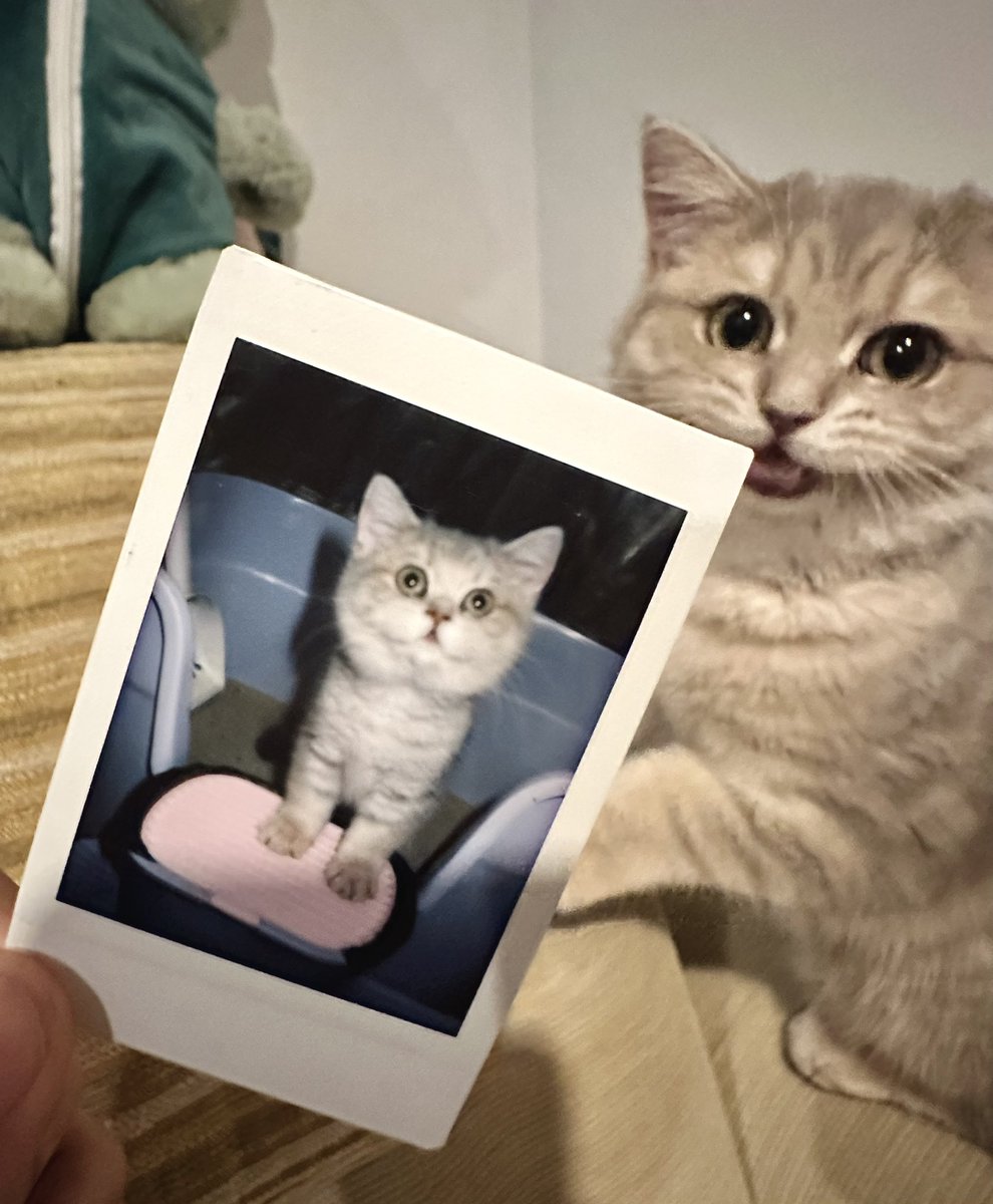 TutorKrp's tweet photo. First Day with my baby jinmoo🐱
ทาสแมว 100%
#TutorKrp #MyPlaneTT https://t.co/VxitTJHCHq
