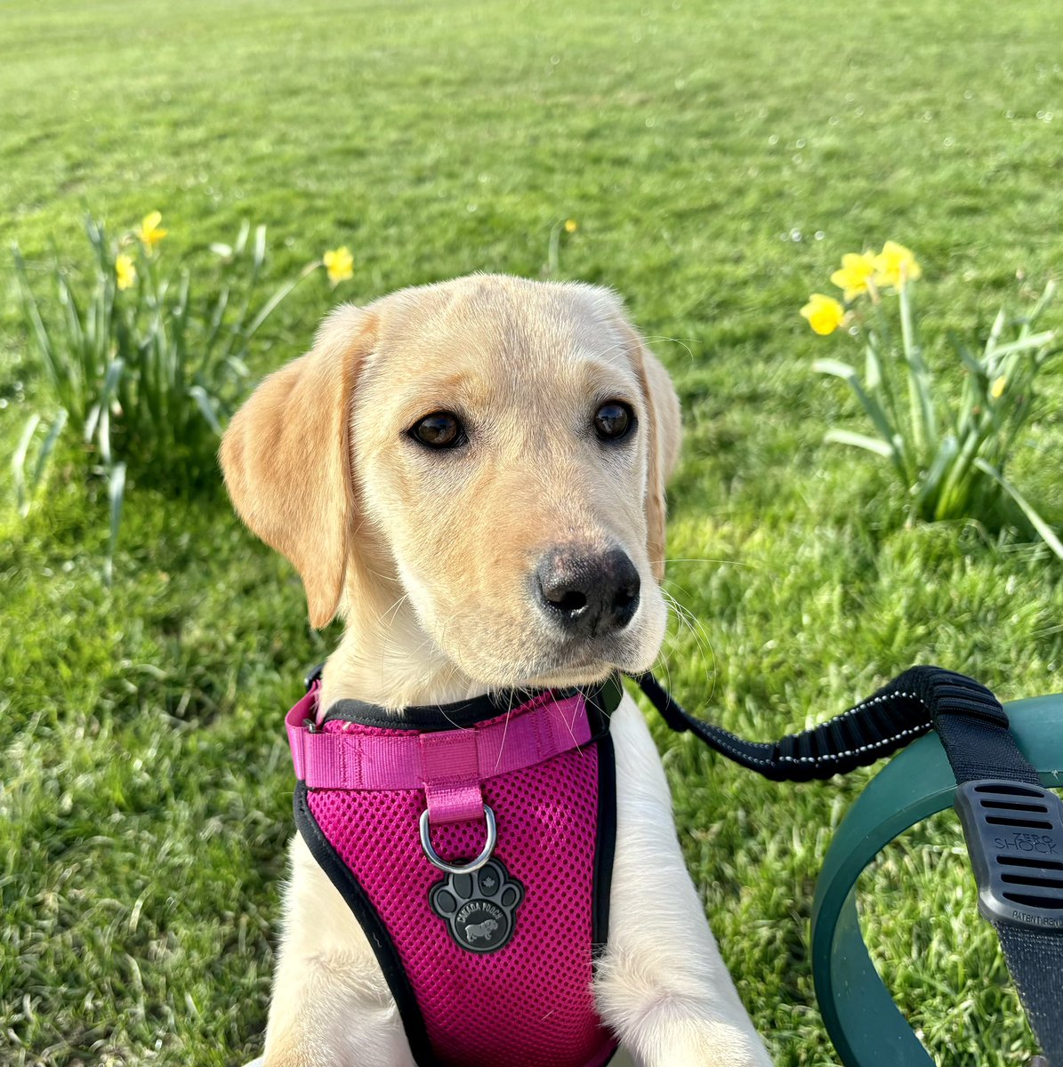 SueRobertsWales's tweet photo. An Easter Monday walk with my four legged friend. https://t.co/9wj5yelJyD