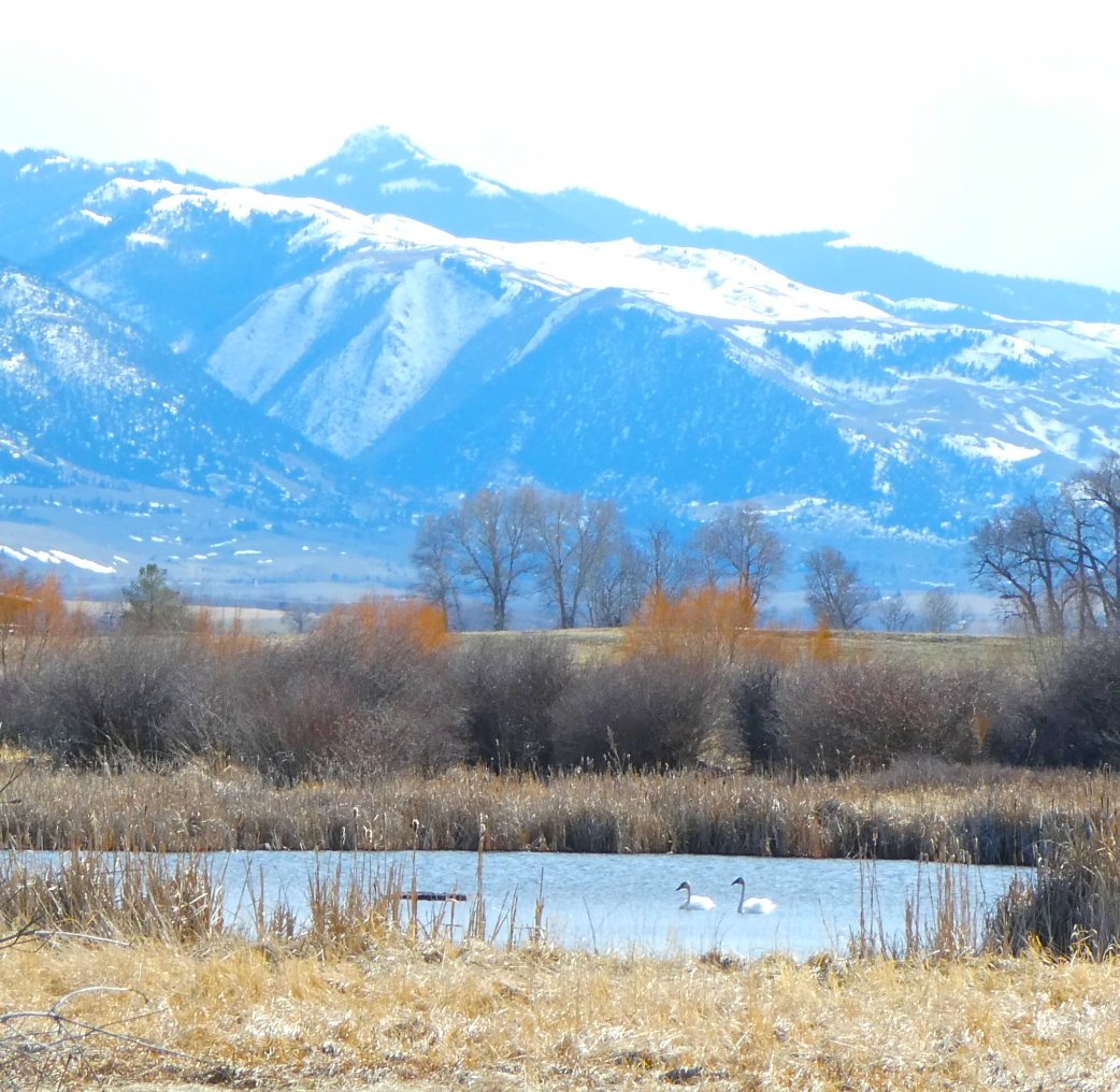 It has snowed on the Trumpeter pair every day since they arrived. I don't know if they will nest, but there is a platform in the pond for them.