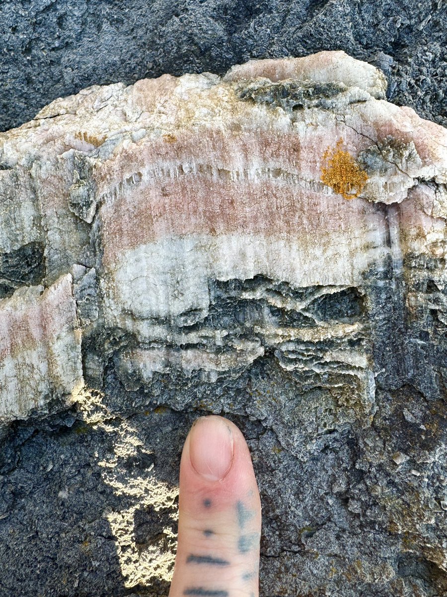 Here’s some beautiful pink and white calcite slickenfibres on faulted carboniferous limestone for #MineralMonday  🖤