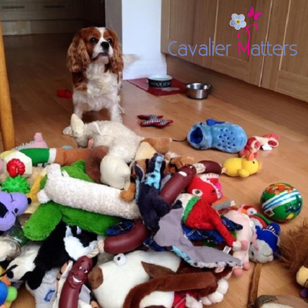 TOO many toys?? No such thing 🤣 We rotate ours, keep them out for a few days then swop for others kept tidied away. They love the novelty. #cavalierkingcharlesspaniel #cavaliercommunityy #cavalierworldd