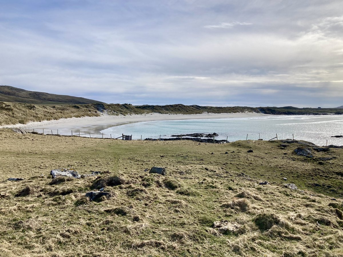 Quartet of birds of prey today: Merlin, Hen Harrier, Peregrine and Buzzard. Also much better views of White-fronted Geese, Greenfinches at the Glebe, Goldfinches at Vaul and hundreds of Sanderling on the beaches. Nothing better than a sunny day on Tiree. @Tireebirder