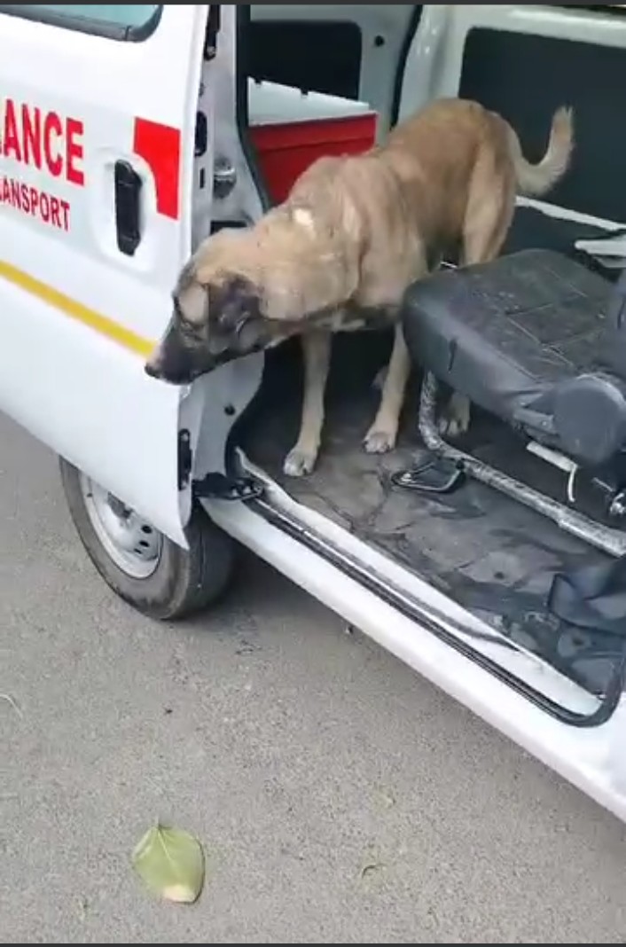 Dog's Happiness - Dog released back into territory after Sterilization You can see Dog's happiness in attached video. Dog released back in their territory after 4 days after full recovery. Dog Sterilization was done in our Aastha Animal Hospital.