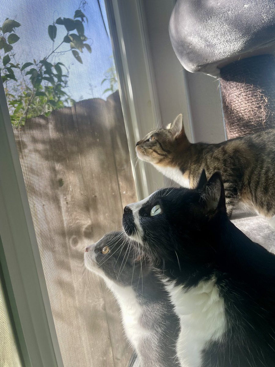 Sam the tuxedo cat, Taro the gray tuxedo kitten, and Toby the tabby and white kitten I’ll stare fixedly out the window at bird in the tree nearby. They all look handsome and intent, and the afternoon sun is lighting their faces.
