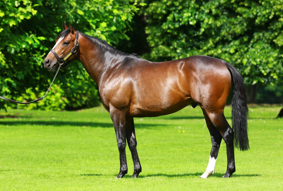 HOMO DEUS makes it a 3rd consecutive stakes success this 2024 for his sire Intello (pictured @HarasBeaumont), winning the LR Prix Right Royal at Saint-Cloud 🏆🇫🇷 He was consigned by @normandiebreed1 at @InfoArqana and sold to Keven Borgel. Catch the full result in tonight's EBN