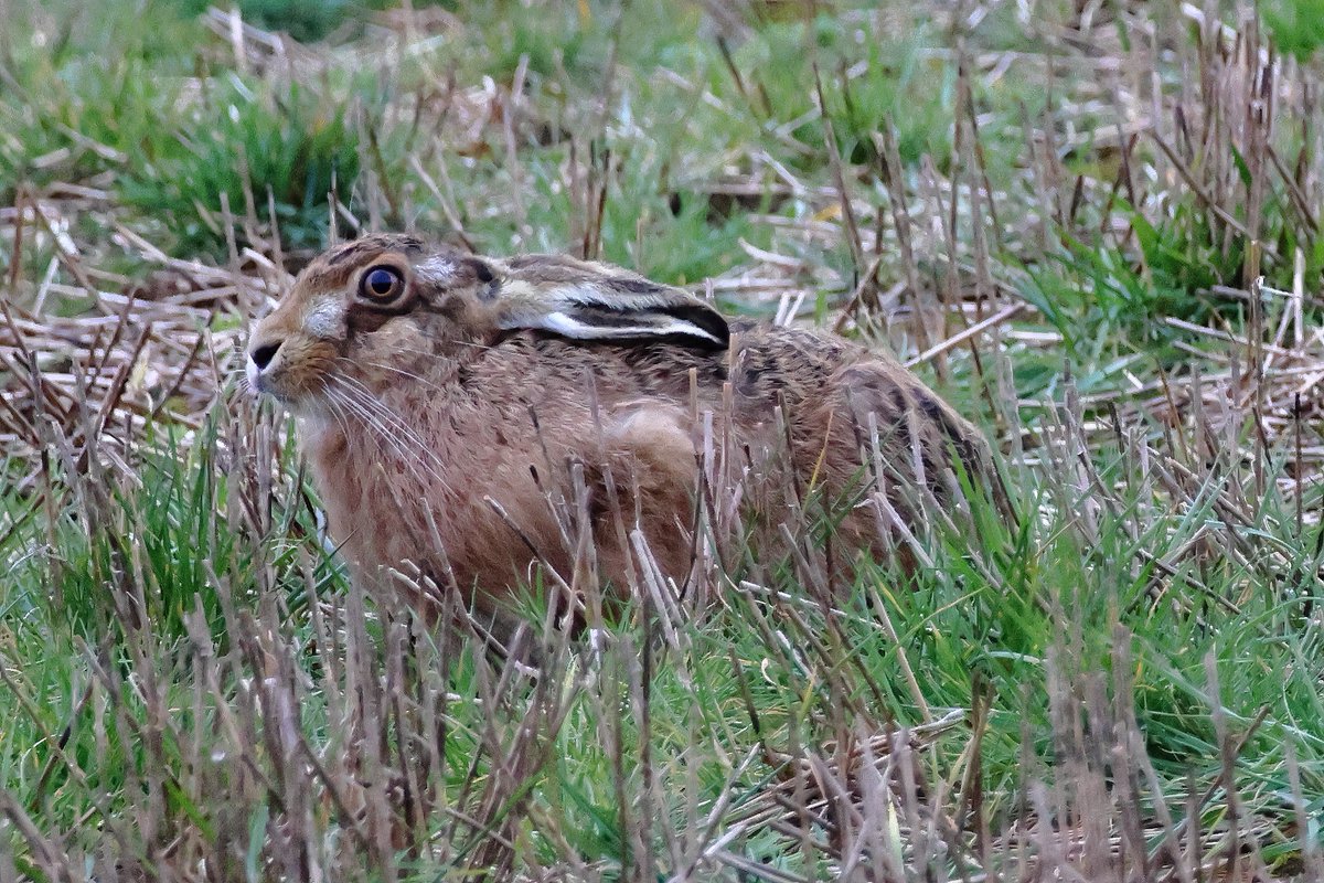 A Hare having a stretch in the Cotswolds last night, then relax again, such beautiful creatures!!💚