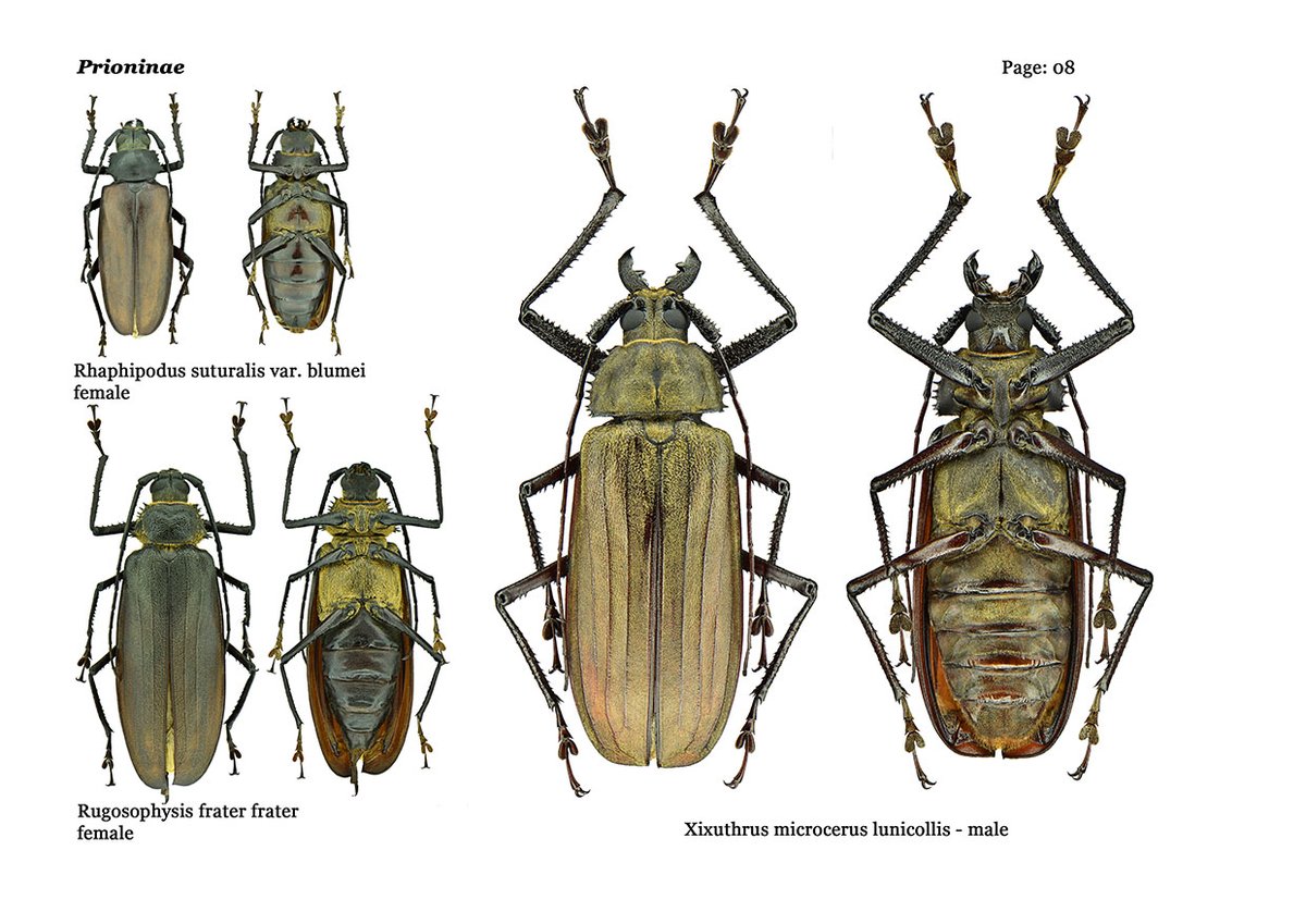 My digital collections of
Cerambycidae
Indo - Australian region
2021 - 2023
part - 2