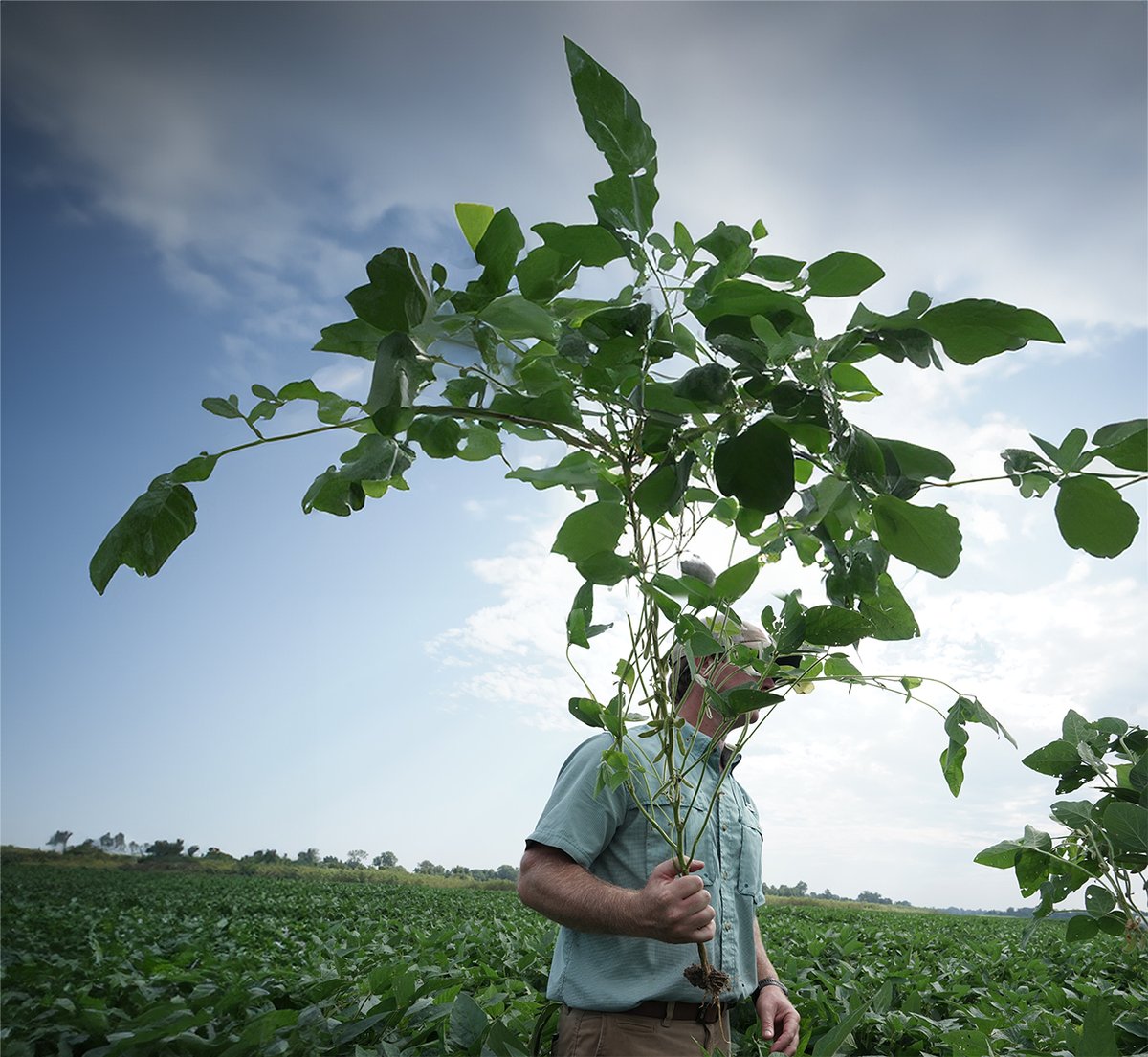 We're excited to introduce our new soybean variety, 'Jack and the beanstalk'! #aprilfools #farming #agriculture #ag #greenpointag #southernfarming