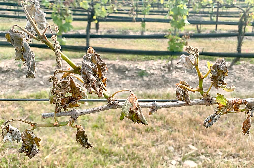 With #climatevariability on the rise, so is the risk of #springfrost. “Choosing the right site and...right cultivars on that site is paramount,” @psuextension's Cain Hickey says. He shares active and passive freeze mitigation strategies. #graperesearch tinyurl.com/3n8ub3ee