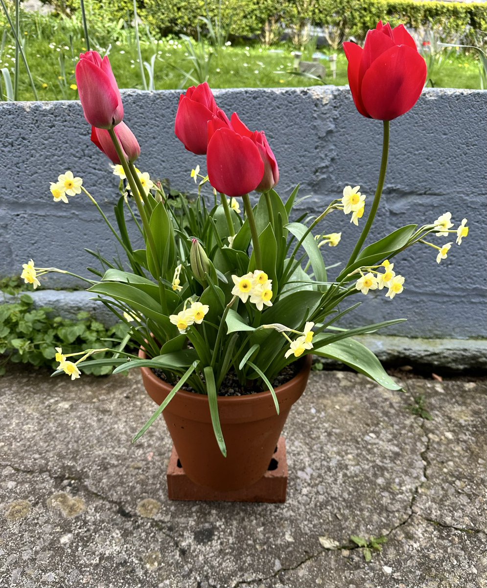 Spring pots are blooming despite it not being very Spring like 🌼🌷