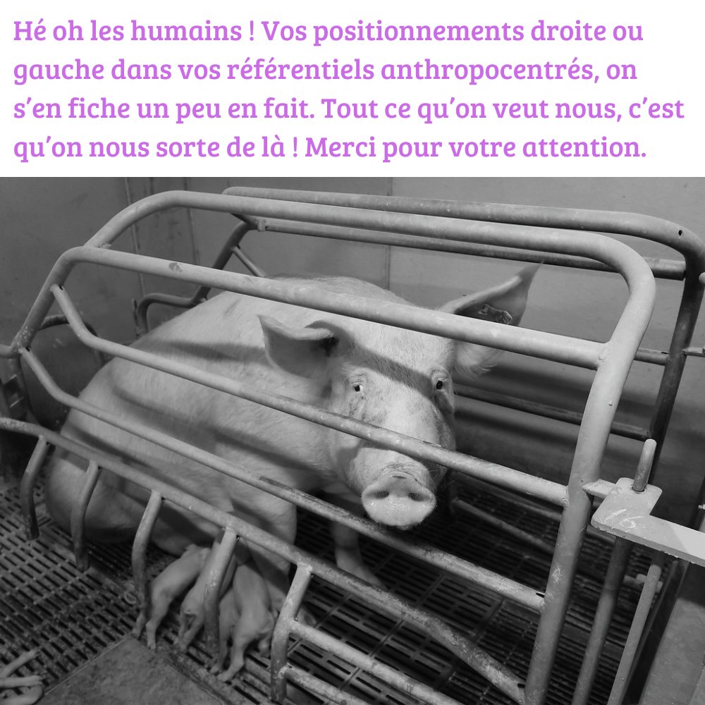 Ne jamais perdre de vue les objectifs avant de se disputer sur les méthodes. #LesAnimauxComptent #Animalisme