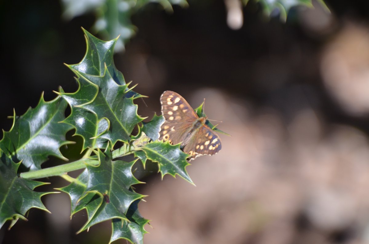 A Sunday morning Speckled Wood, RavenscourtPark.