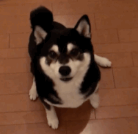 YoshiOnSei's tweet photo. Woof, $YOSHI says GM #Sei 😃 https://t.co/3G1h7tKrgv