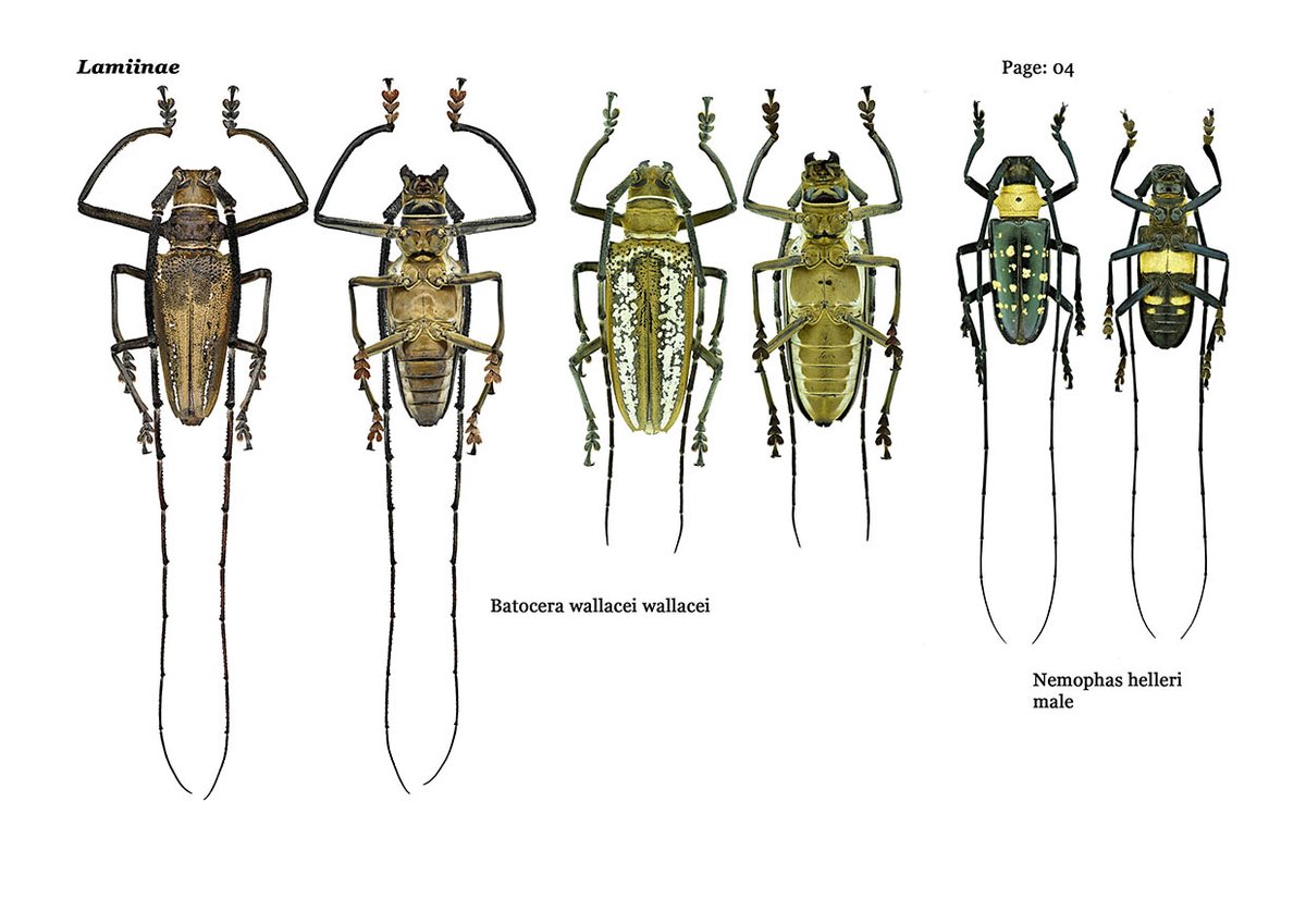 My digital collections of
Cerambycidae
Indo - Australian region
2021 - 2023
part - 1