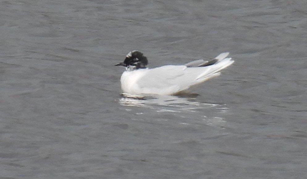 Distant views of a wonderful adult Little Gull, this morning, at #uptonwarren Moors. @WorcsWT @WorcMalvRSPB @BTO_Worcs spent ages twisting and turning in the air, feeding and eventually landed on the water👍🏼😍