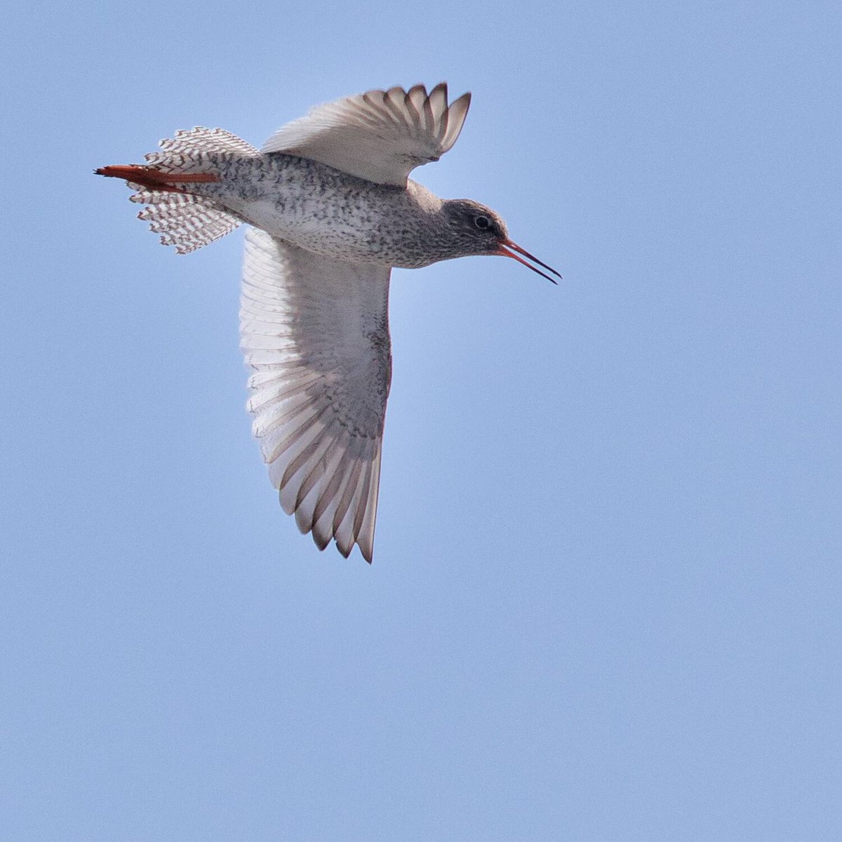 The 'yodelling' song of Redshank has disappeared from most wetlands in Sussex as the county population has declined to just 32 pairs. This is a photo I've been after for many years - fluttering flight, tail fanned, beak open and all in focus against a blue sky!