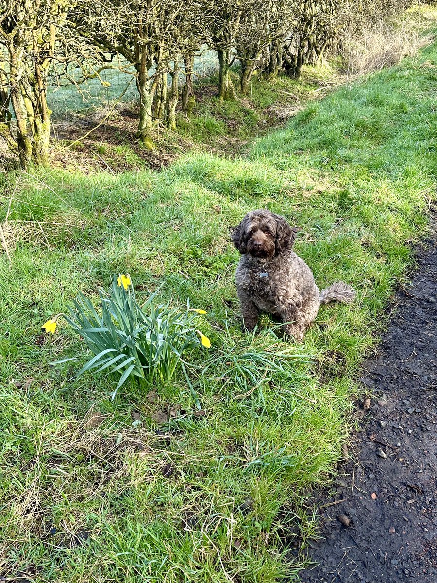 Would someone like to tell the weather that it’s supposed to be spring? Me and the daffodoodles need some sunshine and a bit less rain, pleeeeeease! 🌼🐾🐾