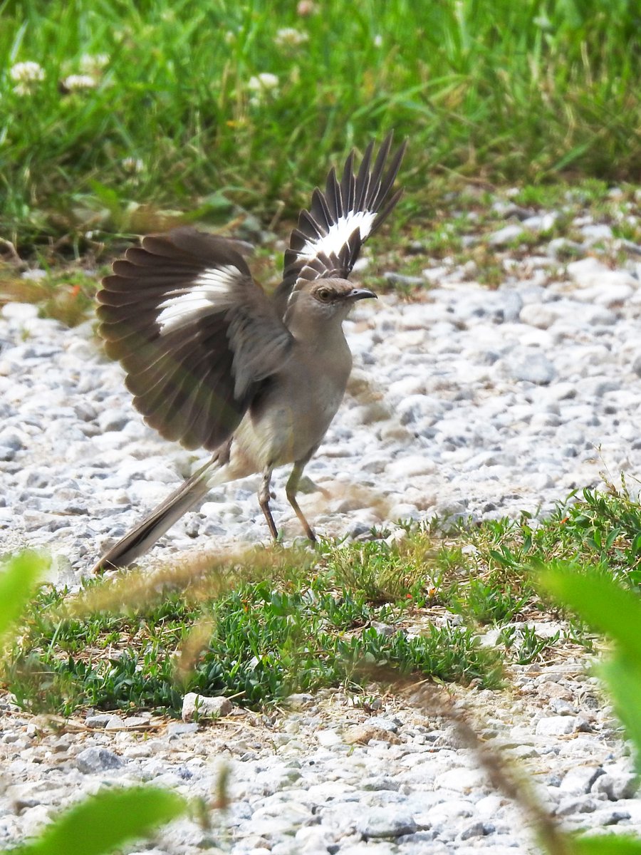 Northern mockingbird are infamous tricksters with an ability to mimic other birds, frogs, and even cars! They may learn up to 200 songs throughout their life, and it takes a well-trained ear to catch them in the act.📷 Michael Schramm/USFWS #BringBirdsBack