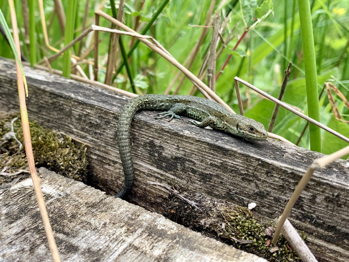 Pensthorpe's tweet photo. Today’s sunshine & warm temperatures brought out a Common Lizard 🦎, our first for the year. Thanks to Guide in the Hide, Andrew, for spotting it.
#PensthorpeSightings #SpringWildlife https://t.co/rq9aGLHpmf