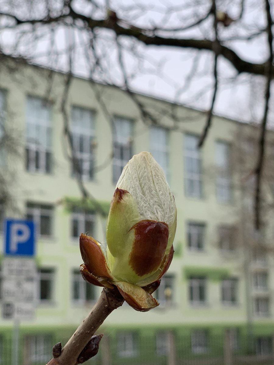 MMeistere's tweet image. #pavasaris #aprīlis