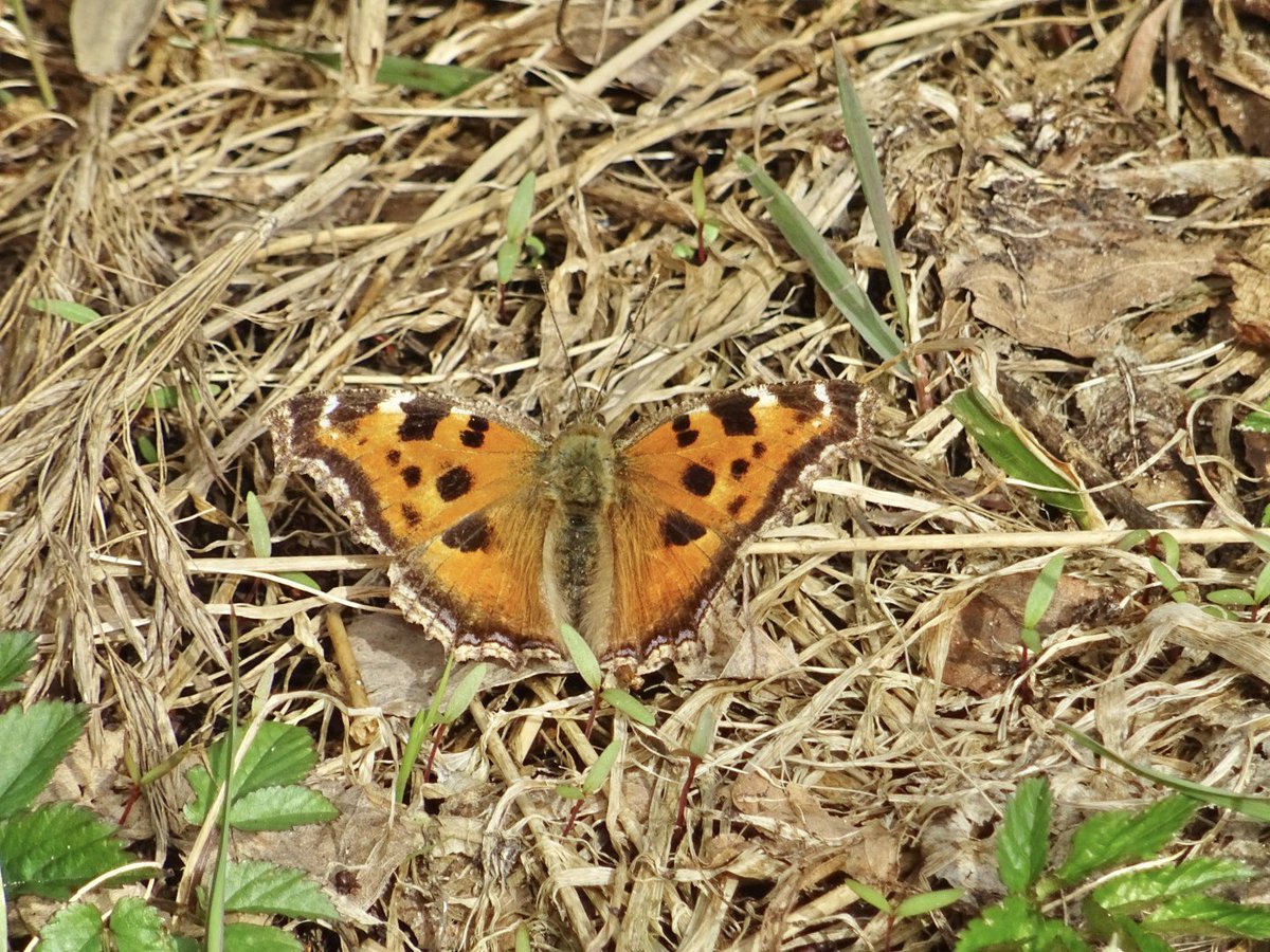 MMeistere's tweet image. #pavasaris #aprīlis