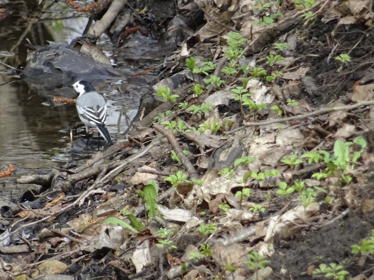 MMeistere's tweet image. #pavasaris #aprīlis