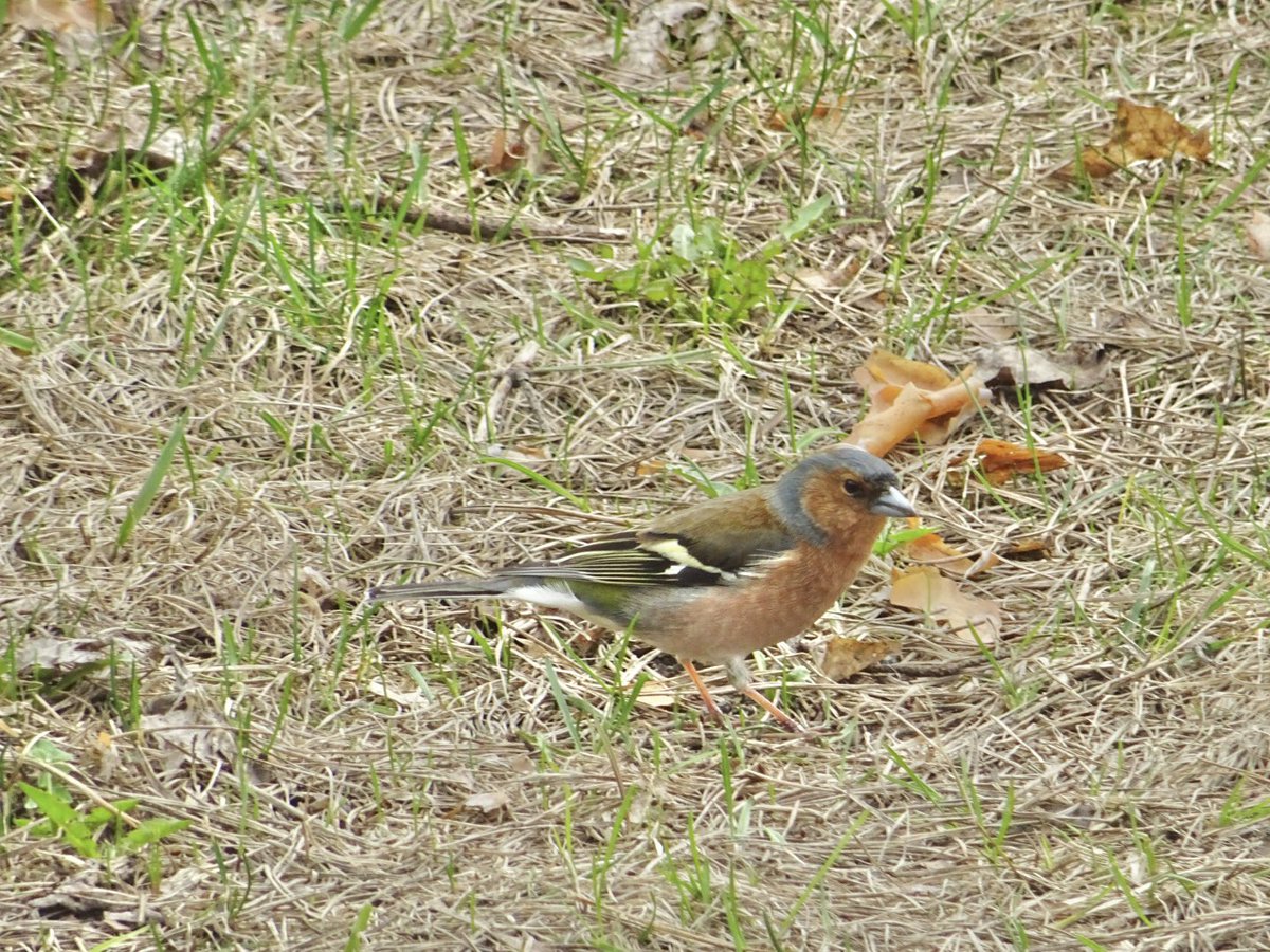 MMeistere's tweet image. #pavasaris #aprīlis