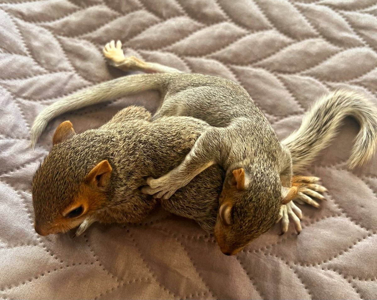FAMILIES COME IN ALL SHAPES AND SIZES! These two are not siblings, and there is about a week between their ages, but they are inseparable! ❤️🐿❤️🐿